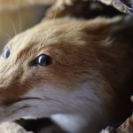 fox-bit