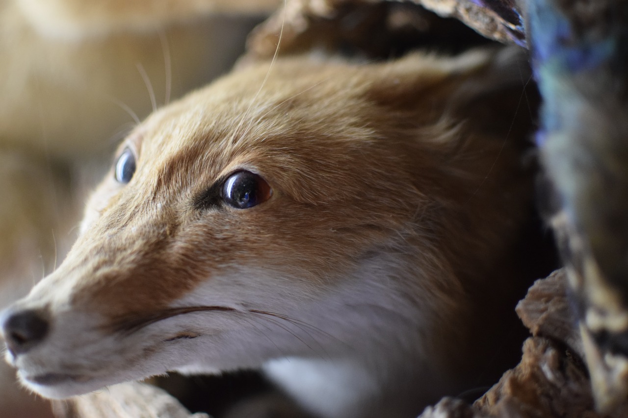 fox-bit