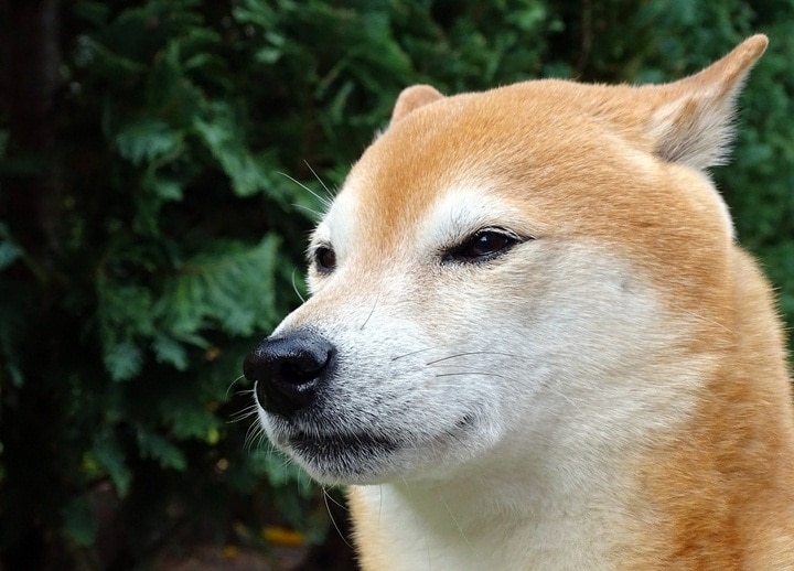 Doge Day acontecerá em Curitiba