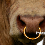 Bull market em preço do bitcoin