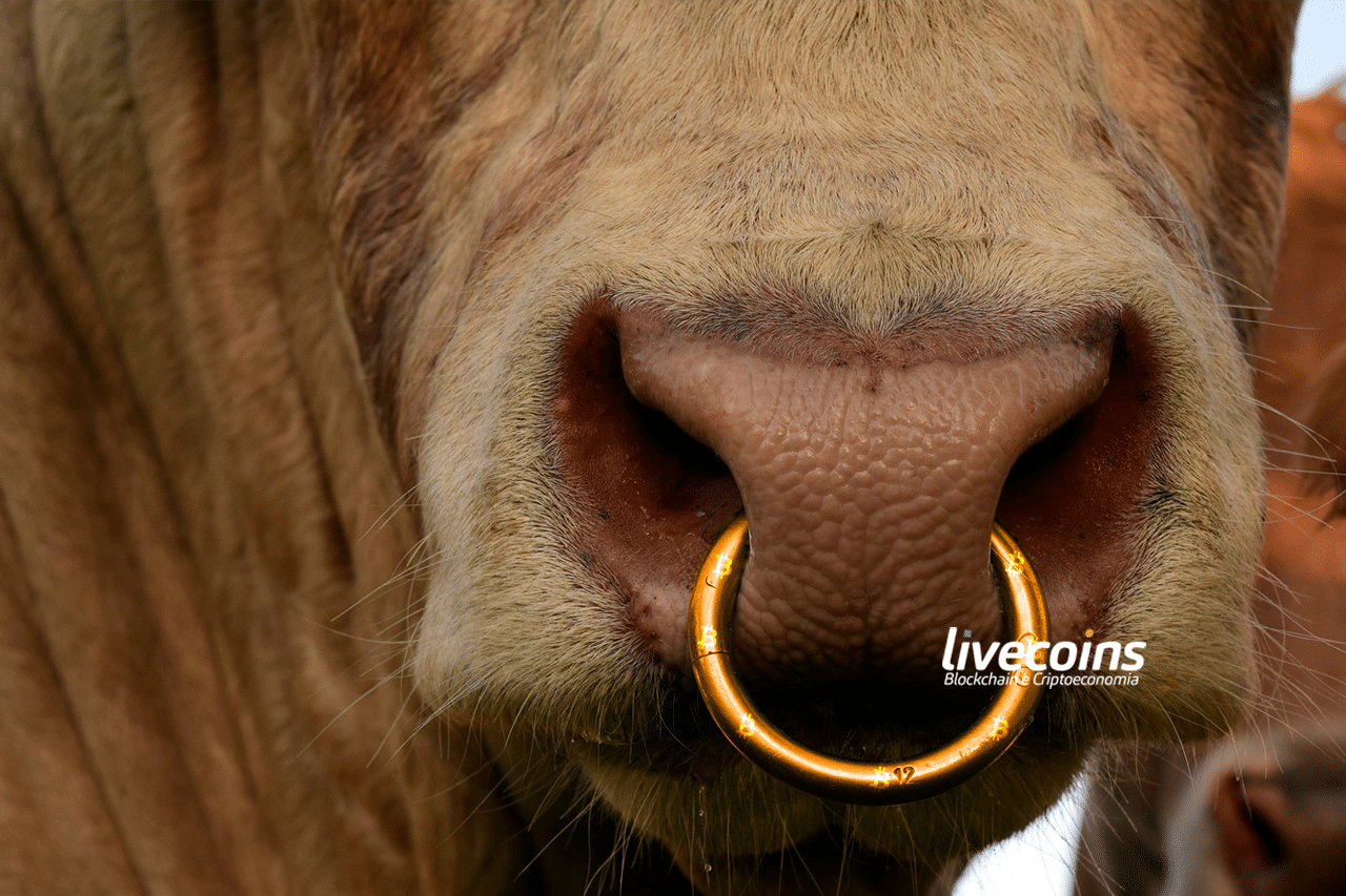 Bull market em preço do bitcoin