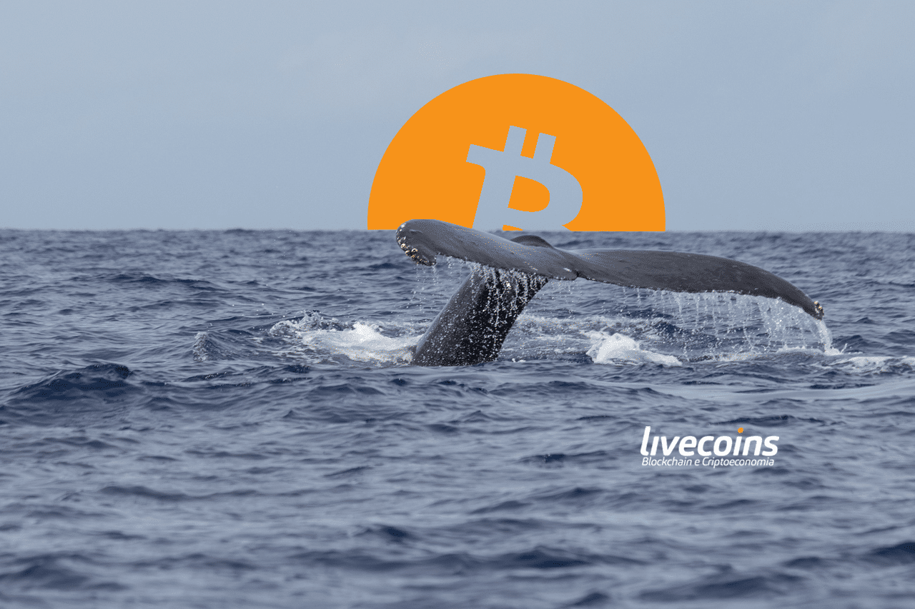 Baleia de Bitcoin são os grandes detentores da moeda digital (queda e desvalorização)