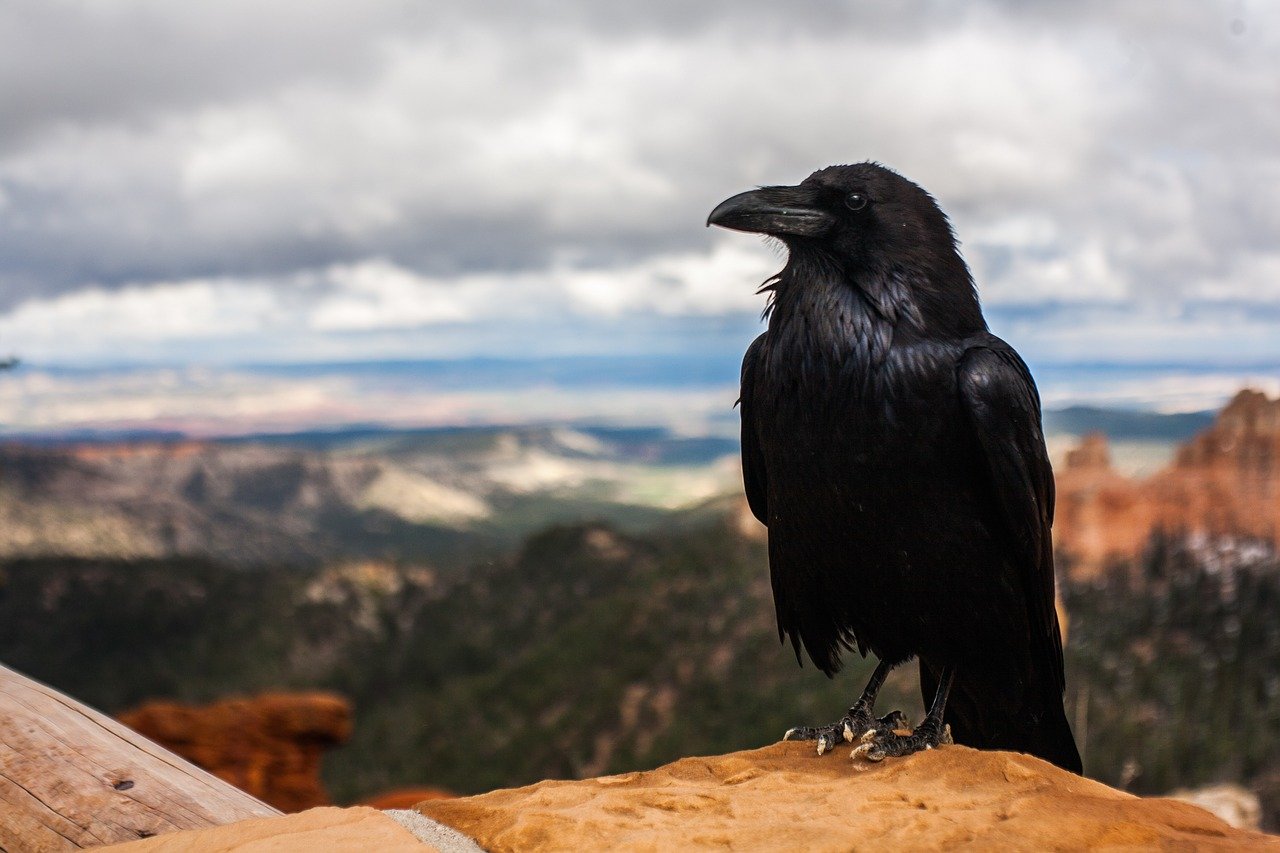 Corvo preto olhando