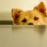 Cachorro Shiba Inu, símbolo da Dogecoin, prestando atenção criptomoeda