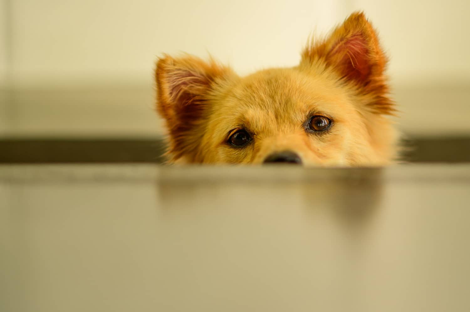 Cachorro Shiba Inu, símbolo da Dogecoin, prestando atenção criptomoeda