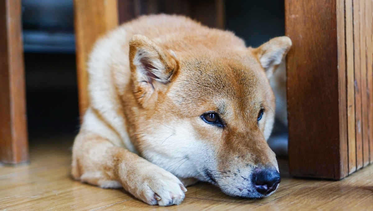 Cachorro da raça Shiba Inu triste, símbolo da Dogecoin