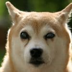 Cão da raça Shiba Inu com cara engraçada
