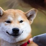 Shiba-Inu
