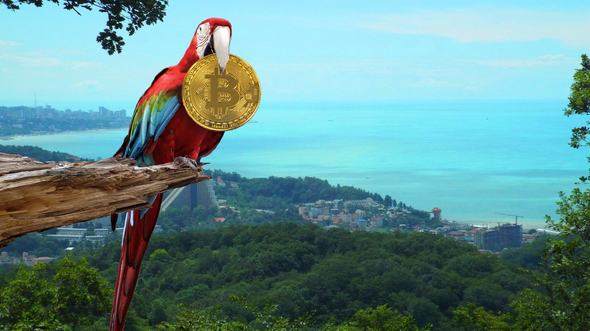 Arara próxima de praia segurando Bitcoin