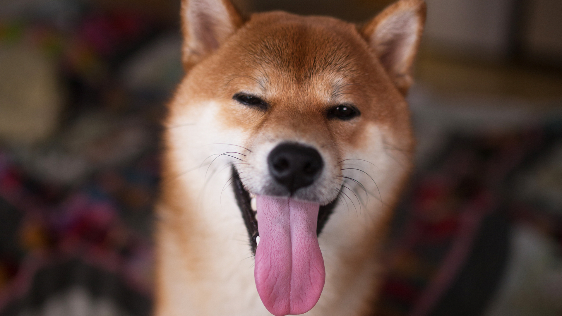 Cão da raça Shiba Inu piscando