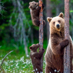 Urso, símbolo de bear market do Bitcoin