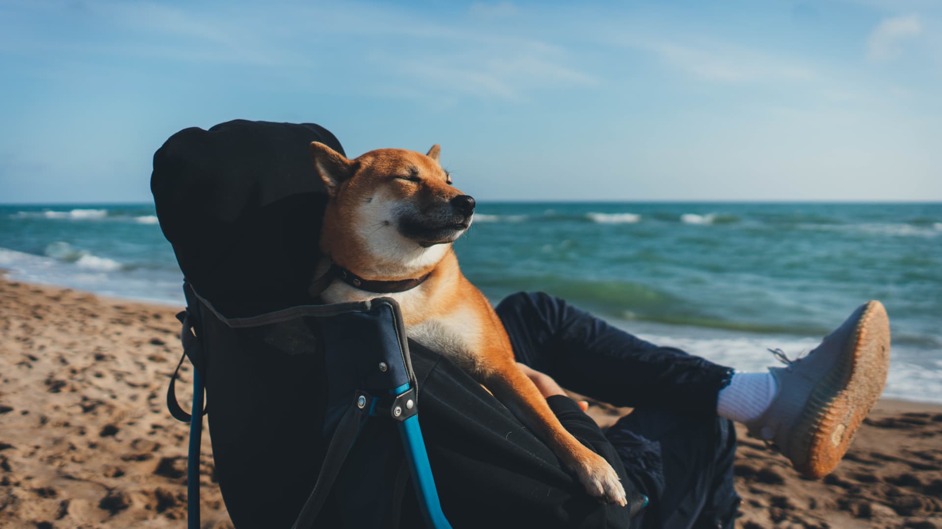 Jovem com seu cão Shiba Inu na praia
