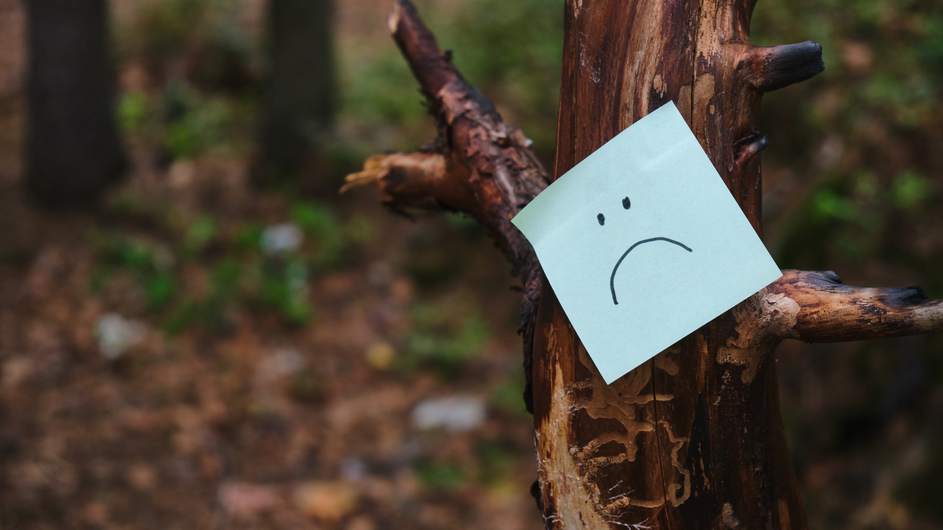 Folha de papel com emoji triste em árvore, em sinal de floresta degradada