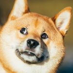 Shiba Inu