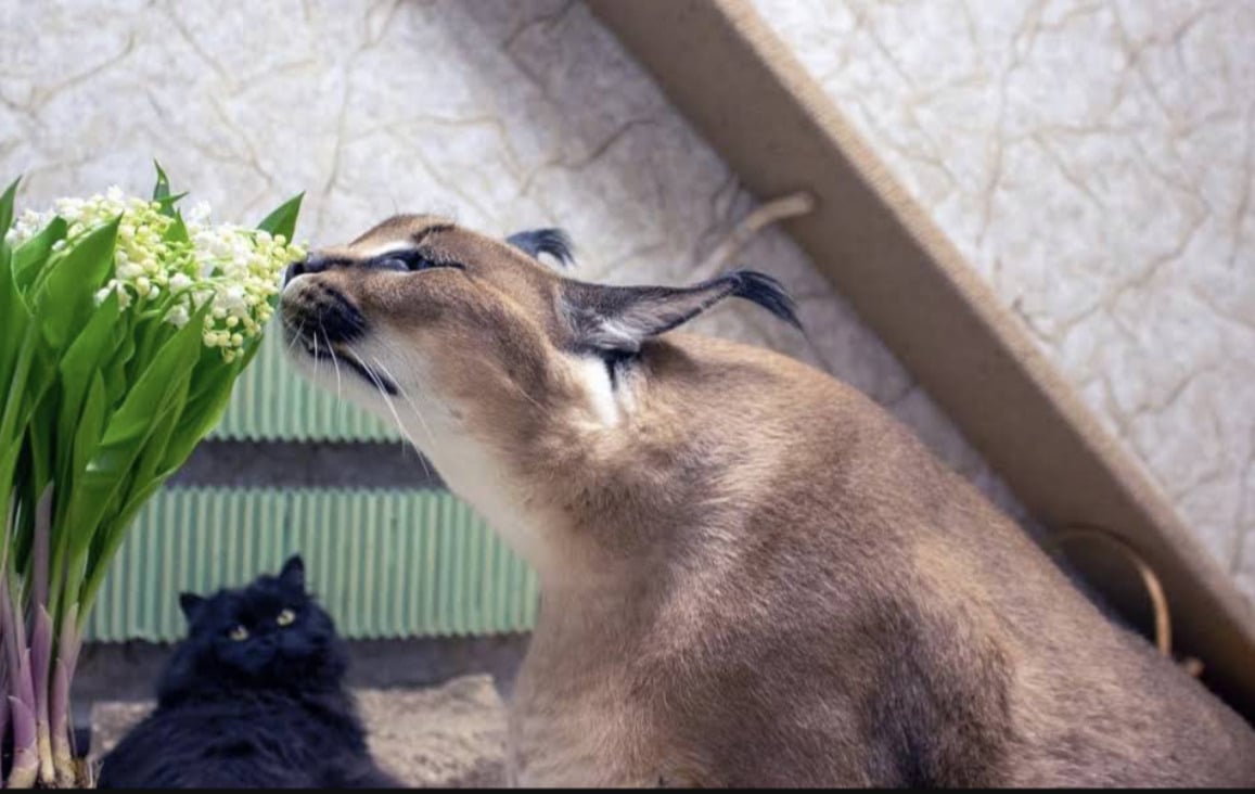 Imagem de gato postada em projeto de lei sobre regulamentação de criptomoedas.