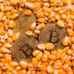 Moedas de Bitcoin sobre milho, representando conceito de commodity.