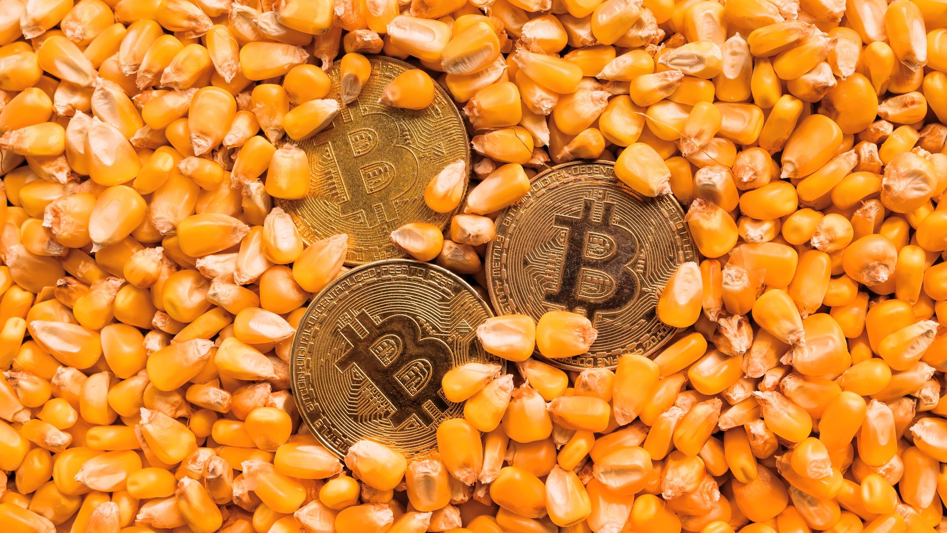 Moedas de Bitcoin sobre milho, representando conceito de commodity.
