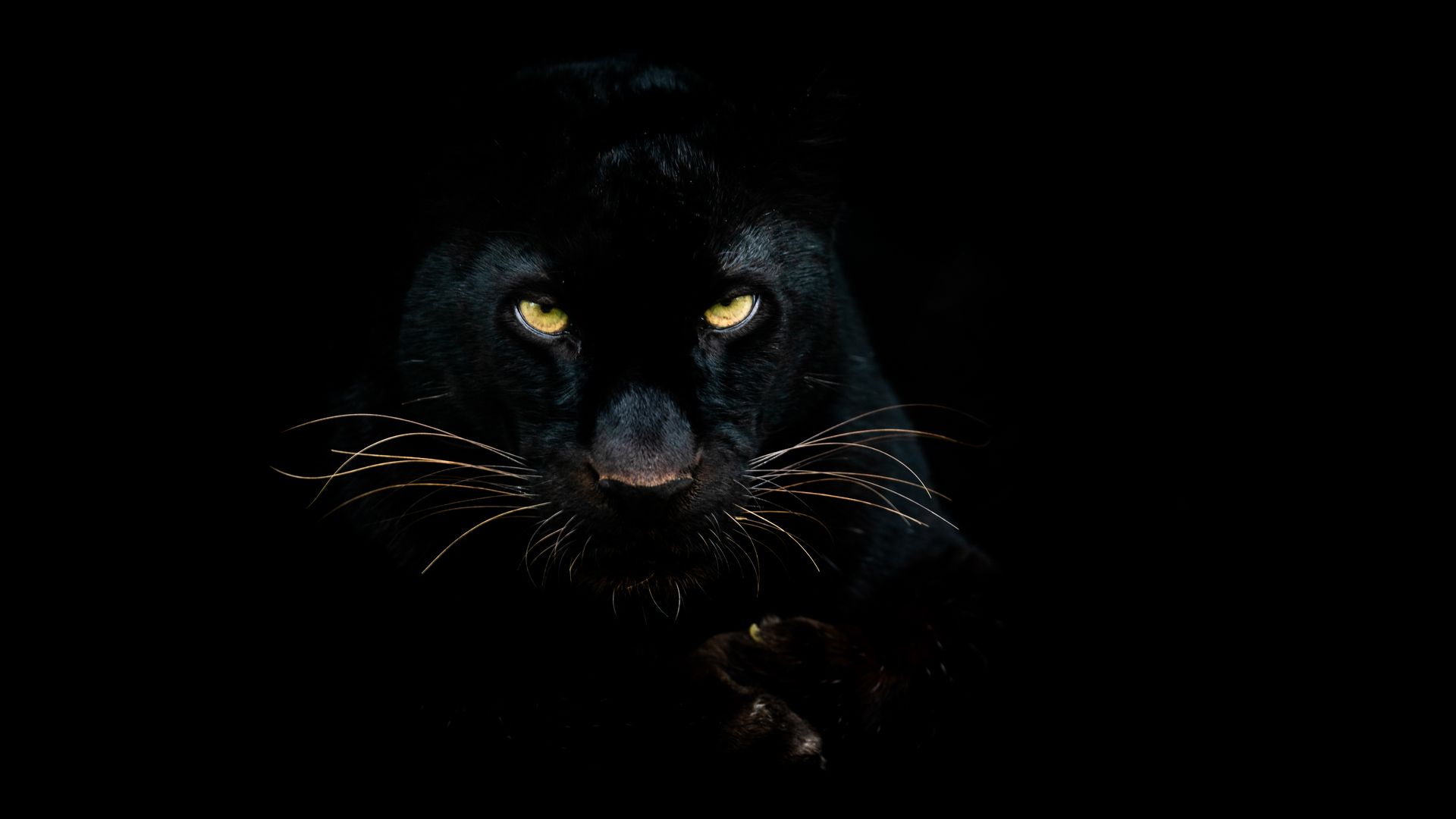 Pantera.