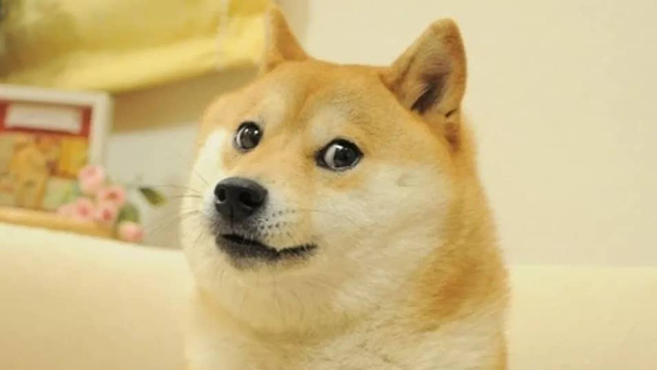 Kabosu.
