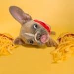 Cachorro próximo de batatas do McDonald's