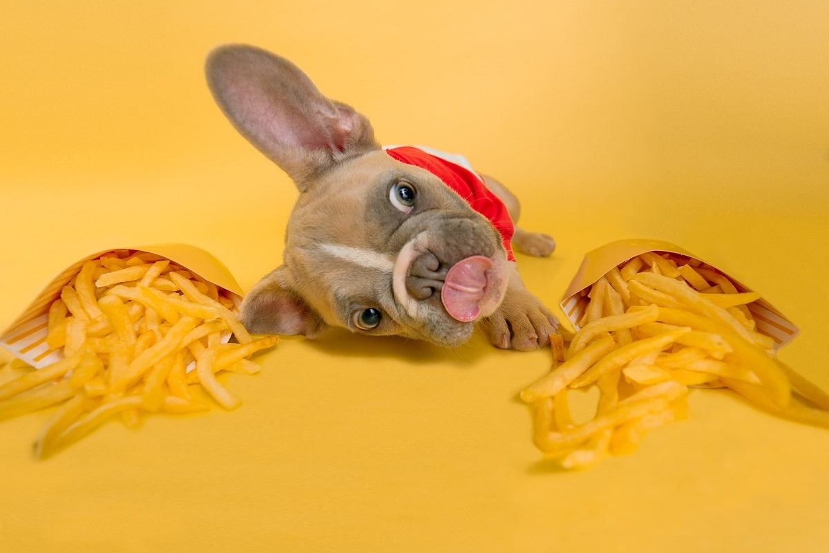 Cachorro próximo de batatas do McDonald's