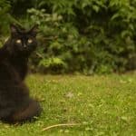 Gato.