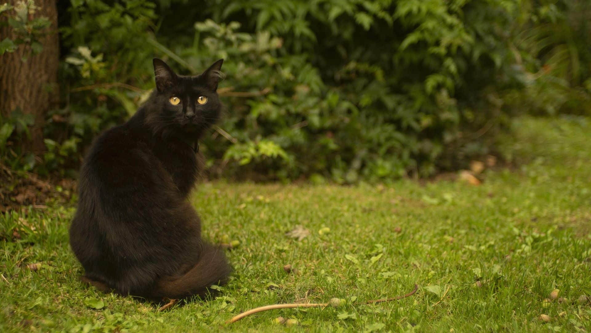 Gato.