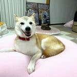 Neiro, a sucesso de Kabosu (DOGE). Fonte: Reprodução.