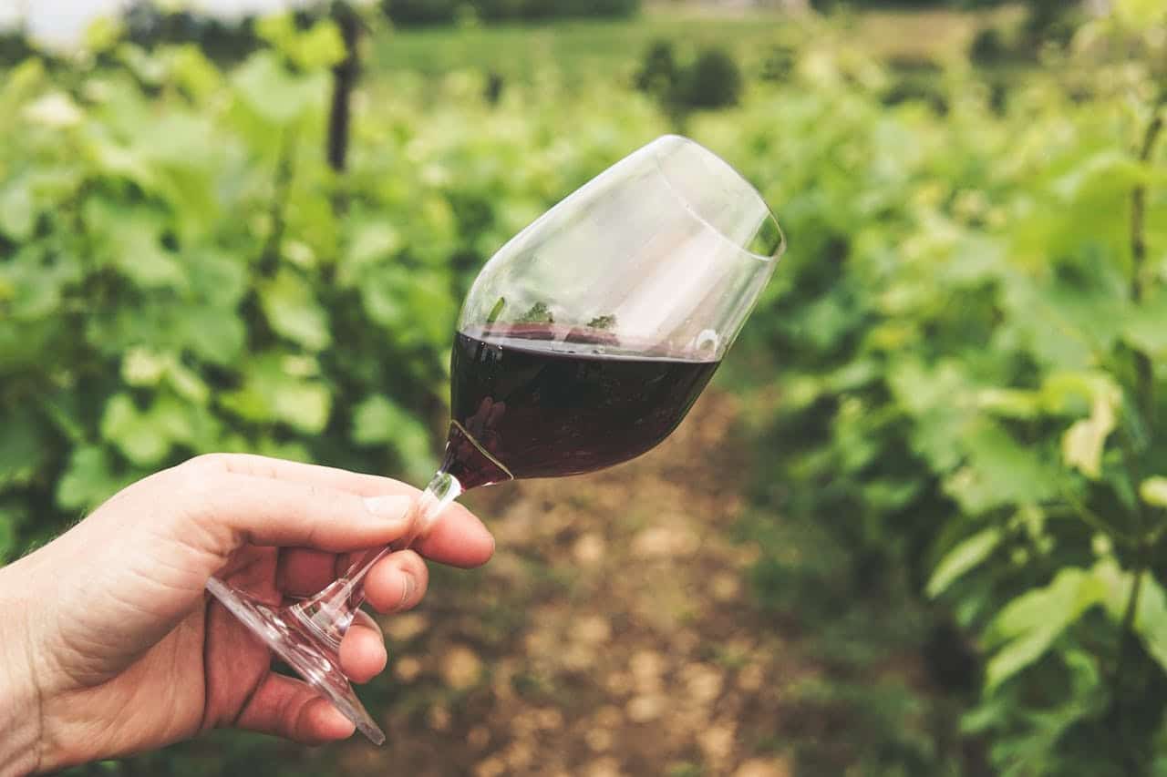 Taça com vinho próximo de parreiras de uvas